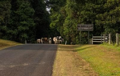 A Group of Cows Are Standing on the Side of a Road — FNQ Hot Water In Atherton, QLD