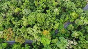An Aerial View of a Road Going Through a Lush Green Forest — FNQ Hot Water In Port Douglas, QLD