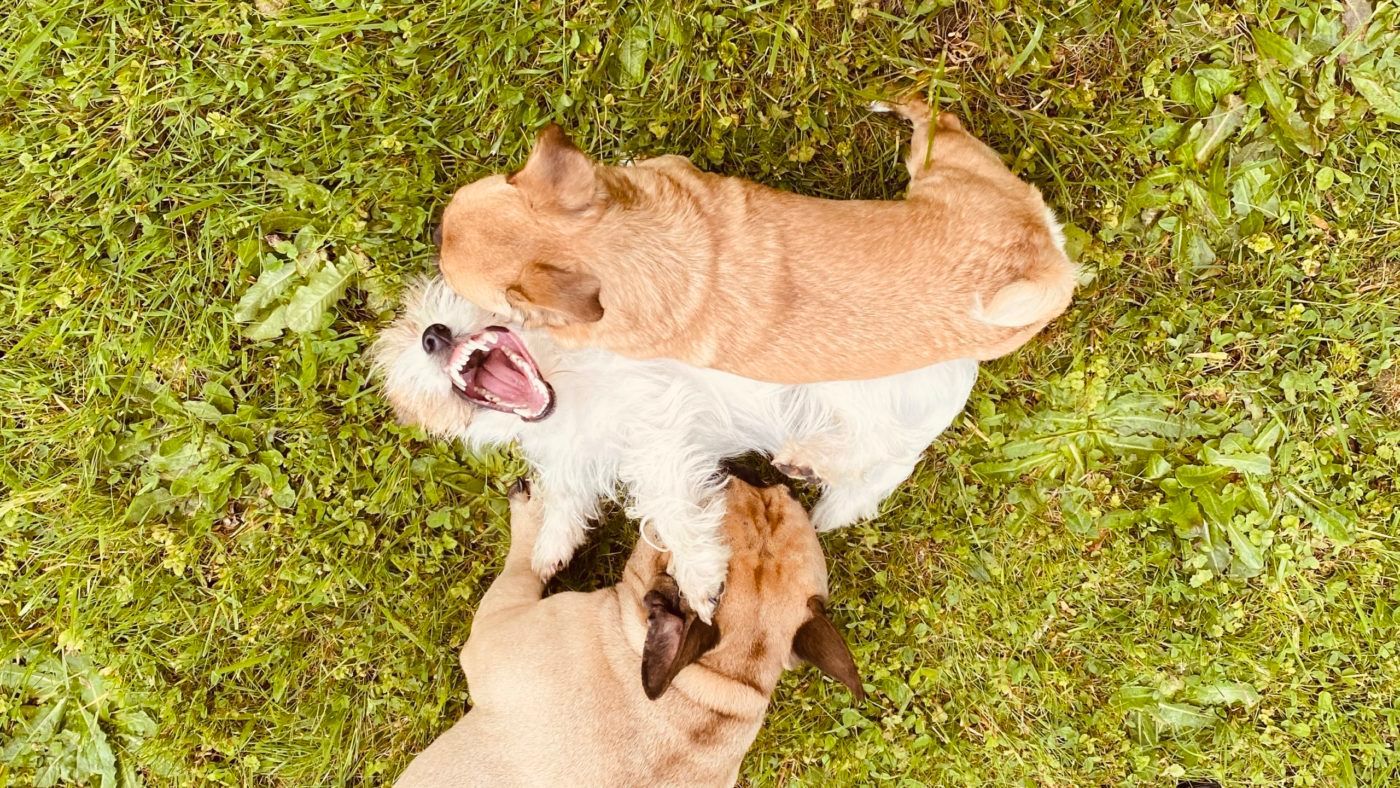 Three small dogs playing on green grass; tan and white fur, open mouths, playful.