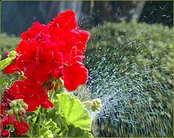 Red Beautiful Flowers - Sprinkler Company in Oregon City, OR