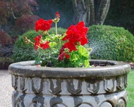 Red Roses - Sprinkler Service in Oregon City, OR