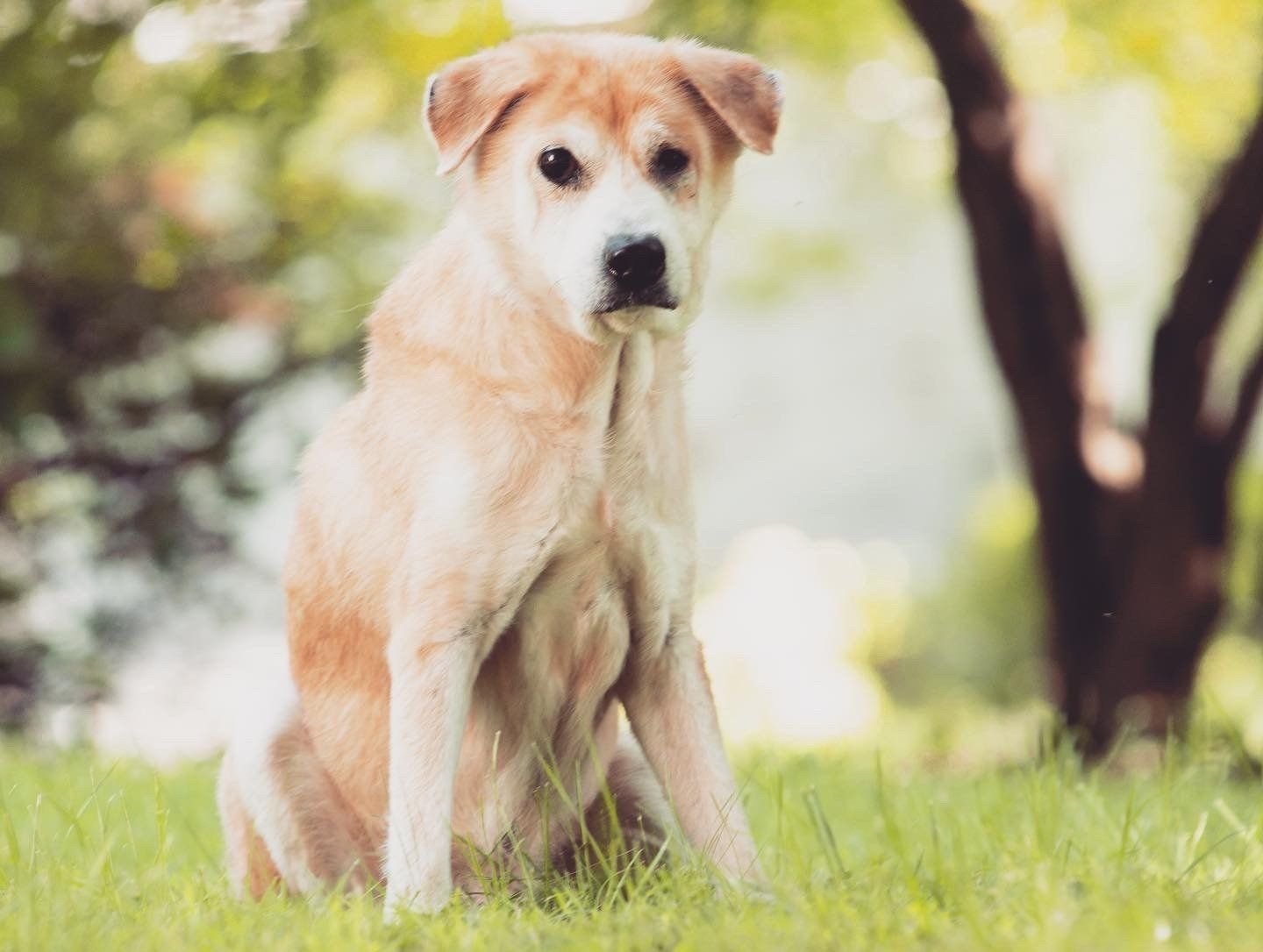 Bonaparte's Retreat HOME