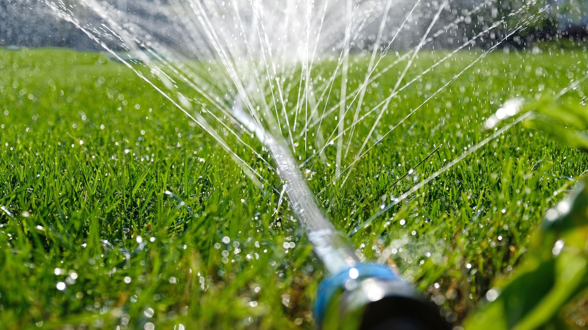 A close-up view of a garden hose nozzle spraying water across a lush green lawn on a sunny day.
