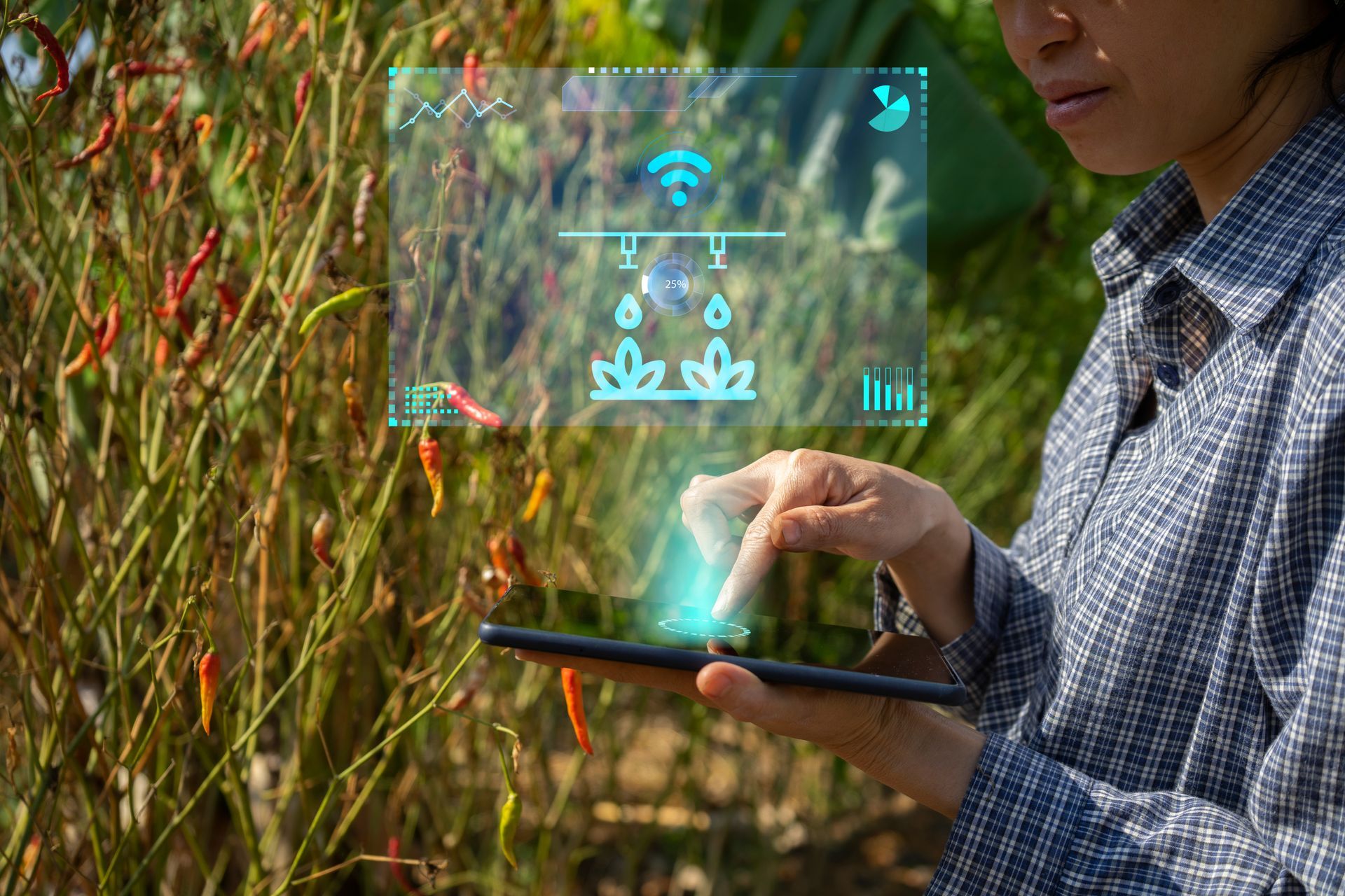 A person in a checkered shirt uses a tablet in a chili field, with a digital irrigation overlay floating above the screen.