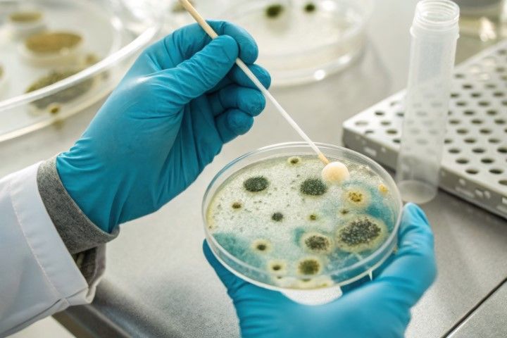 Hands in blue gloves, holding a Petri dish with mold cultures and a cotton swab. Laboratory setting.