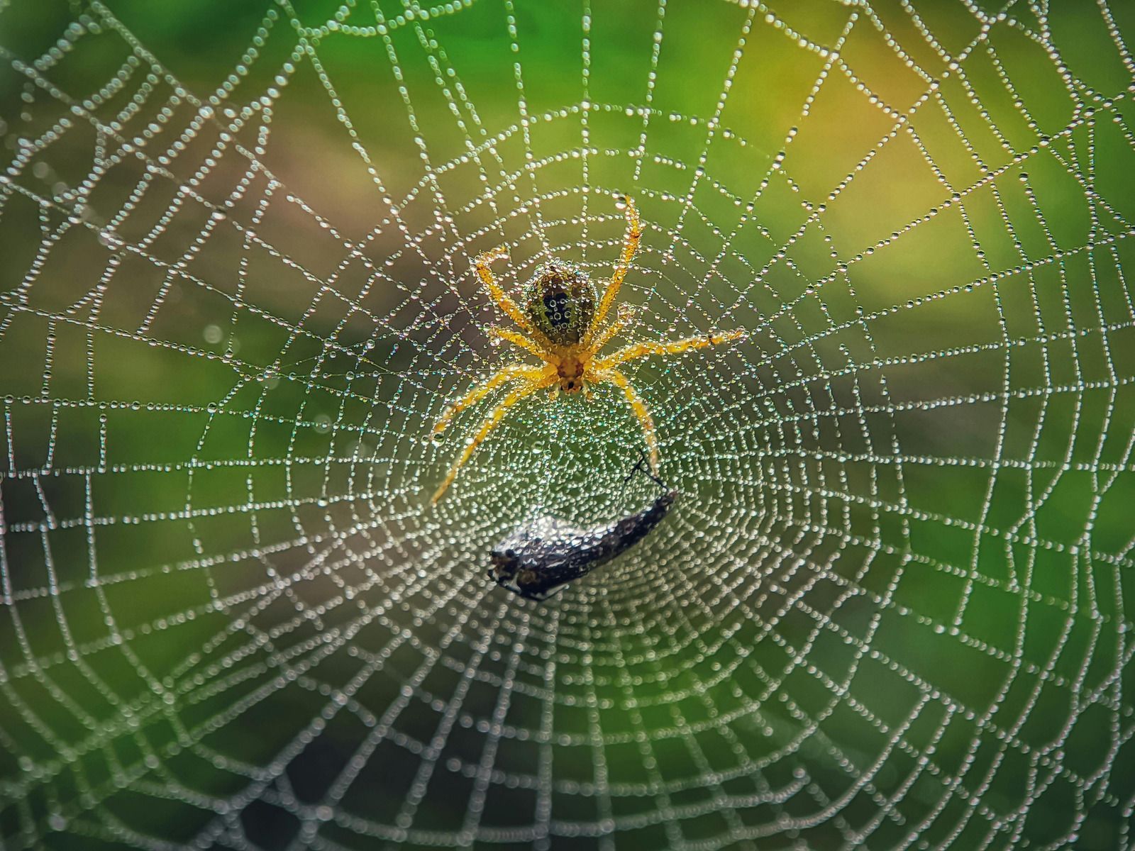 Spider in center of web, catching prey; web covered in water droplets against green background.