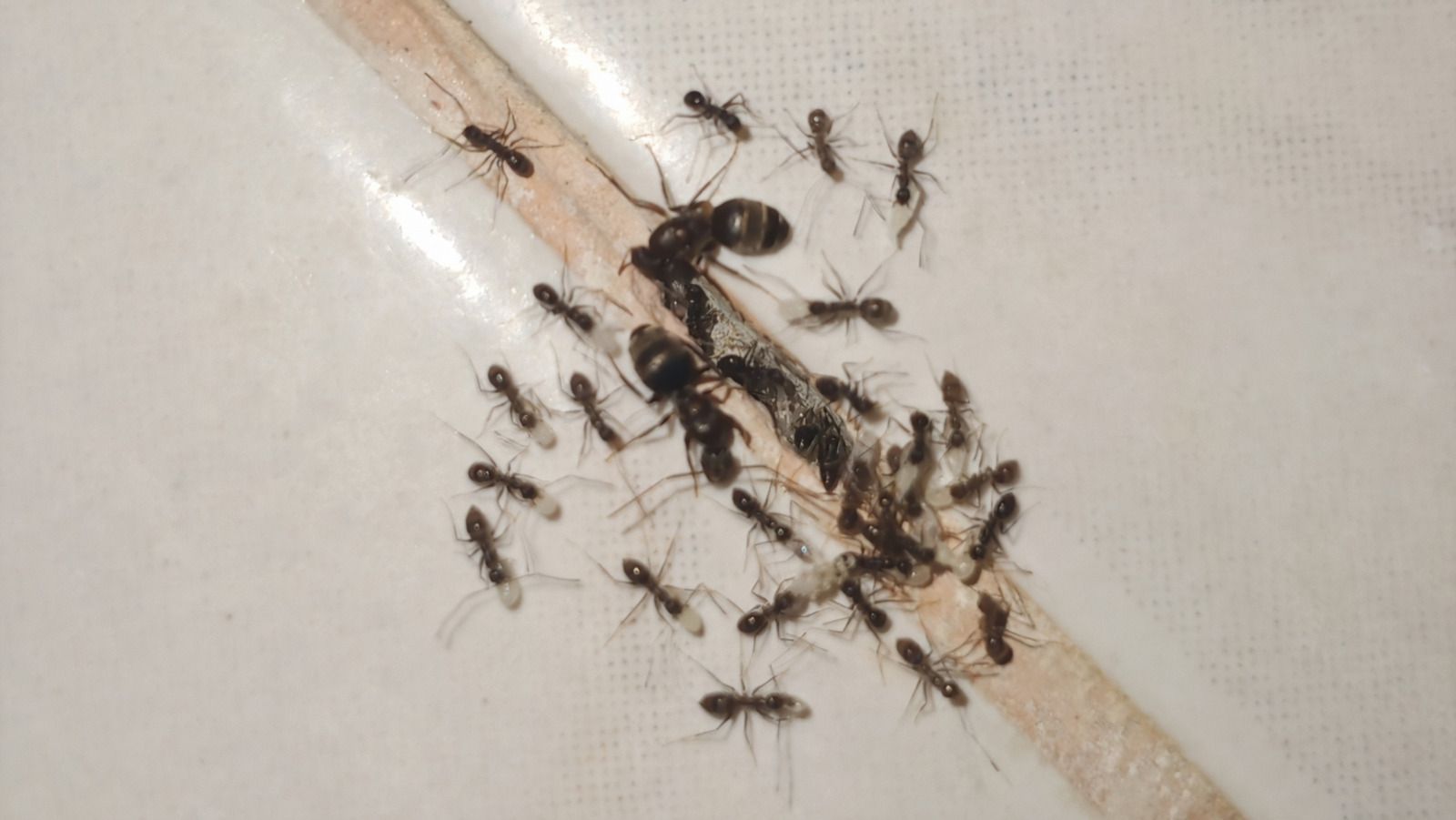 A cluster of black ants on a light surface, some gathered around a stick.