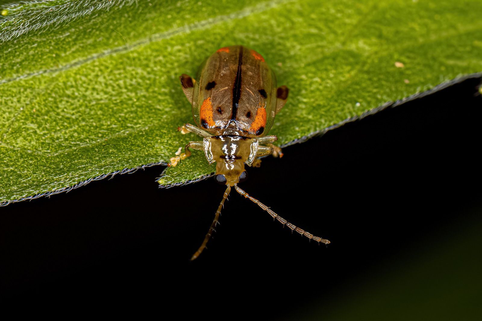 A small, orange and black beetle with long antennae on a green leaf.