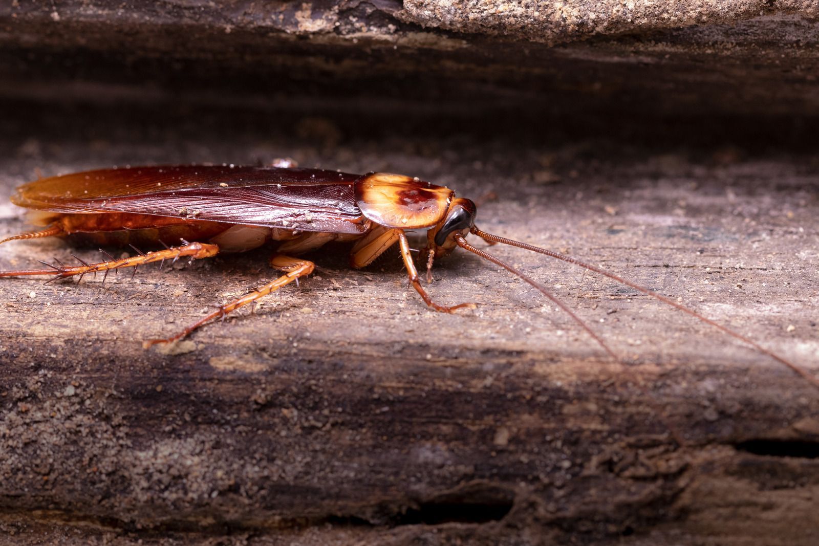 Cockroach on rough, gray wood surface. Brown body, long antennae.