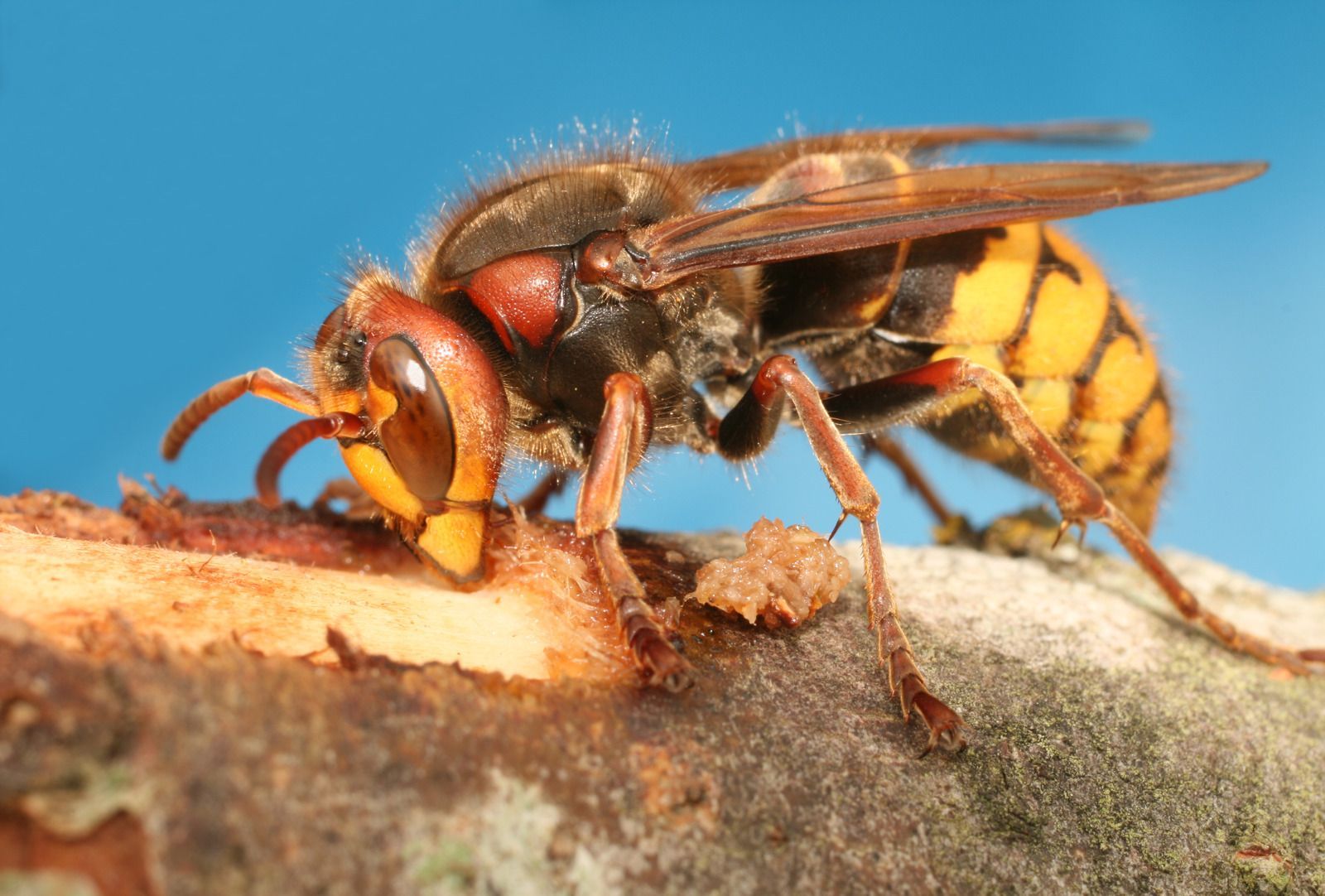 European hornet with brown and yellow markings, on a tree branch, facing left.