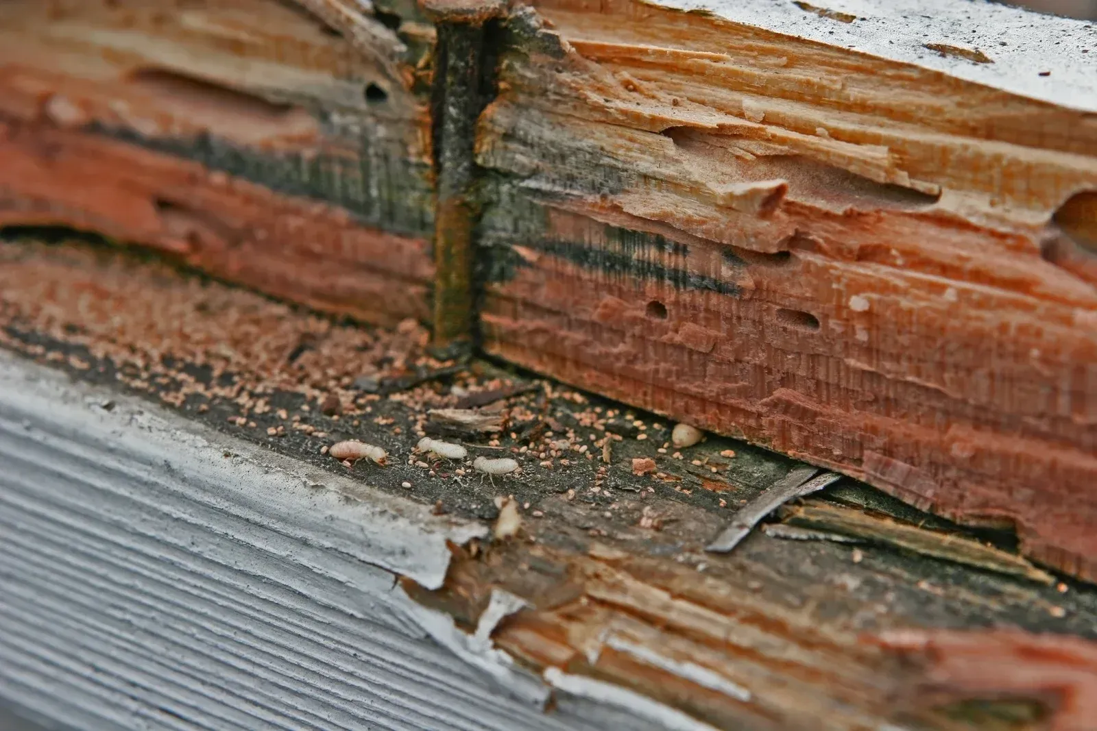 Termite-damaged wood with a nail. Visible wood rot, small insects, and sawdust present.