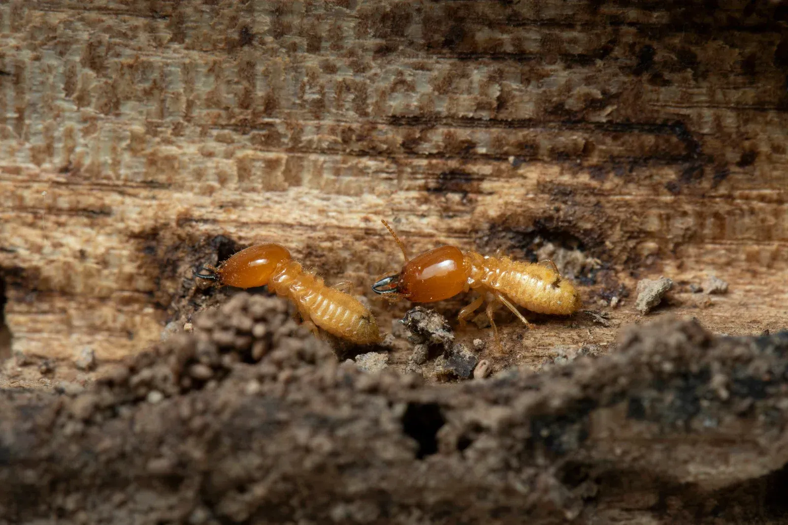 Two termites with amber-colored heads and creamy bodies inside a damaged piece of wood.