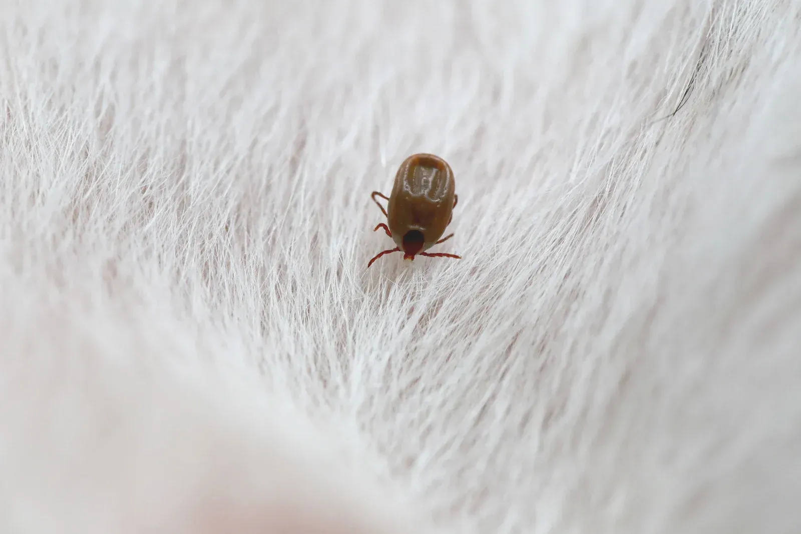 Tick on white fur.
