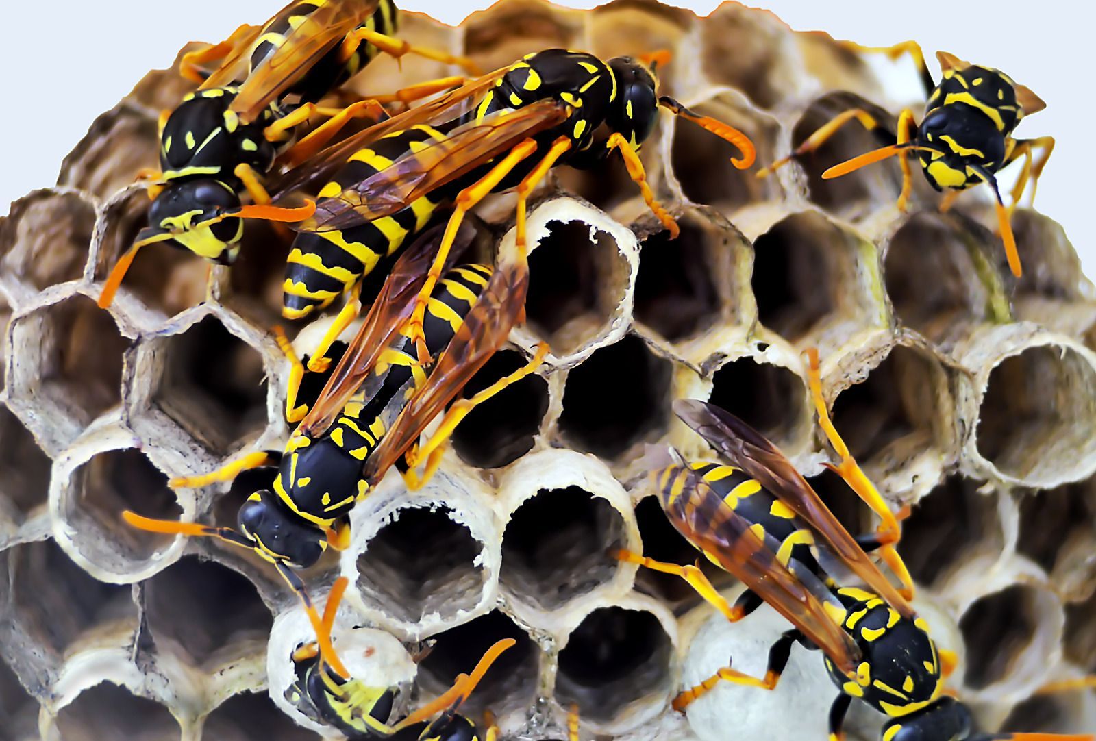 Wasps on a honeycomb nest; yellow and black stripes are visible.