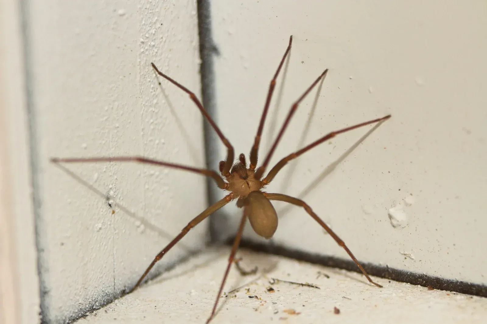 Brown recluse spider on a white wall.