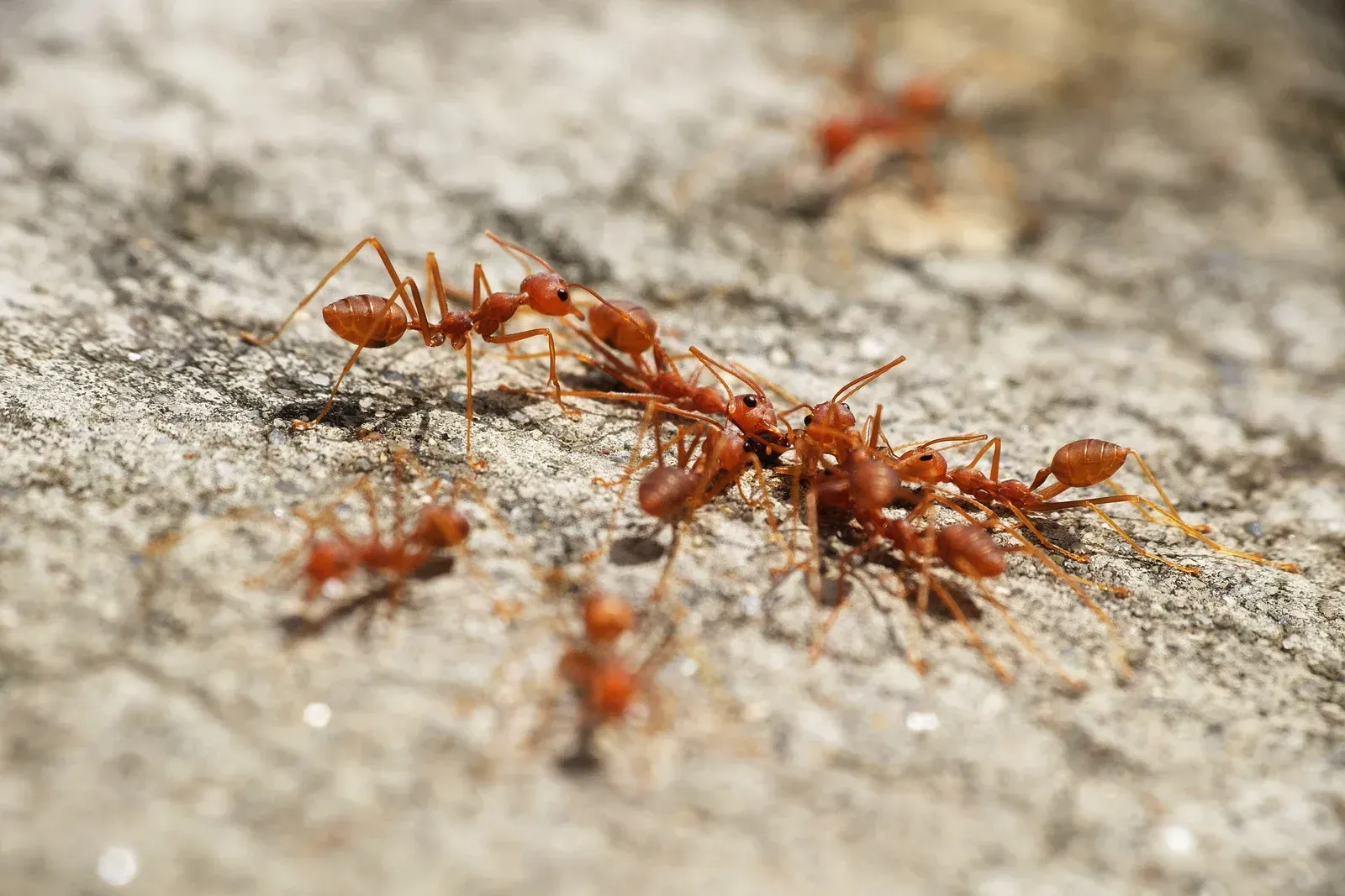 Red ants swarming on a light gray rock, possibly sharing food or working together.