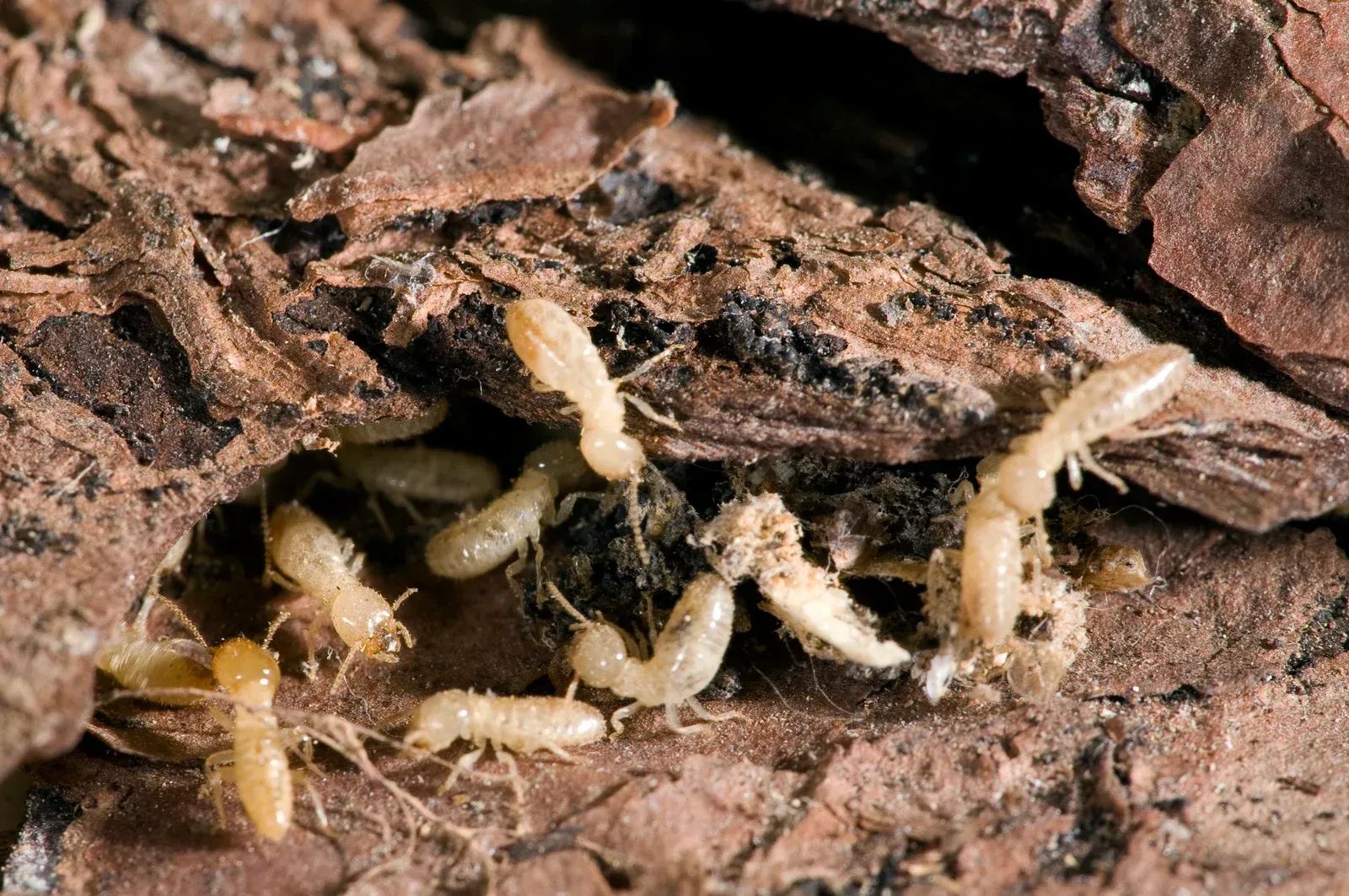 Termites clustered on and in decaying wood, their bodies pale.