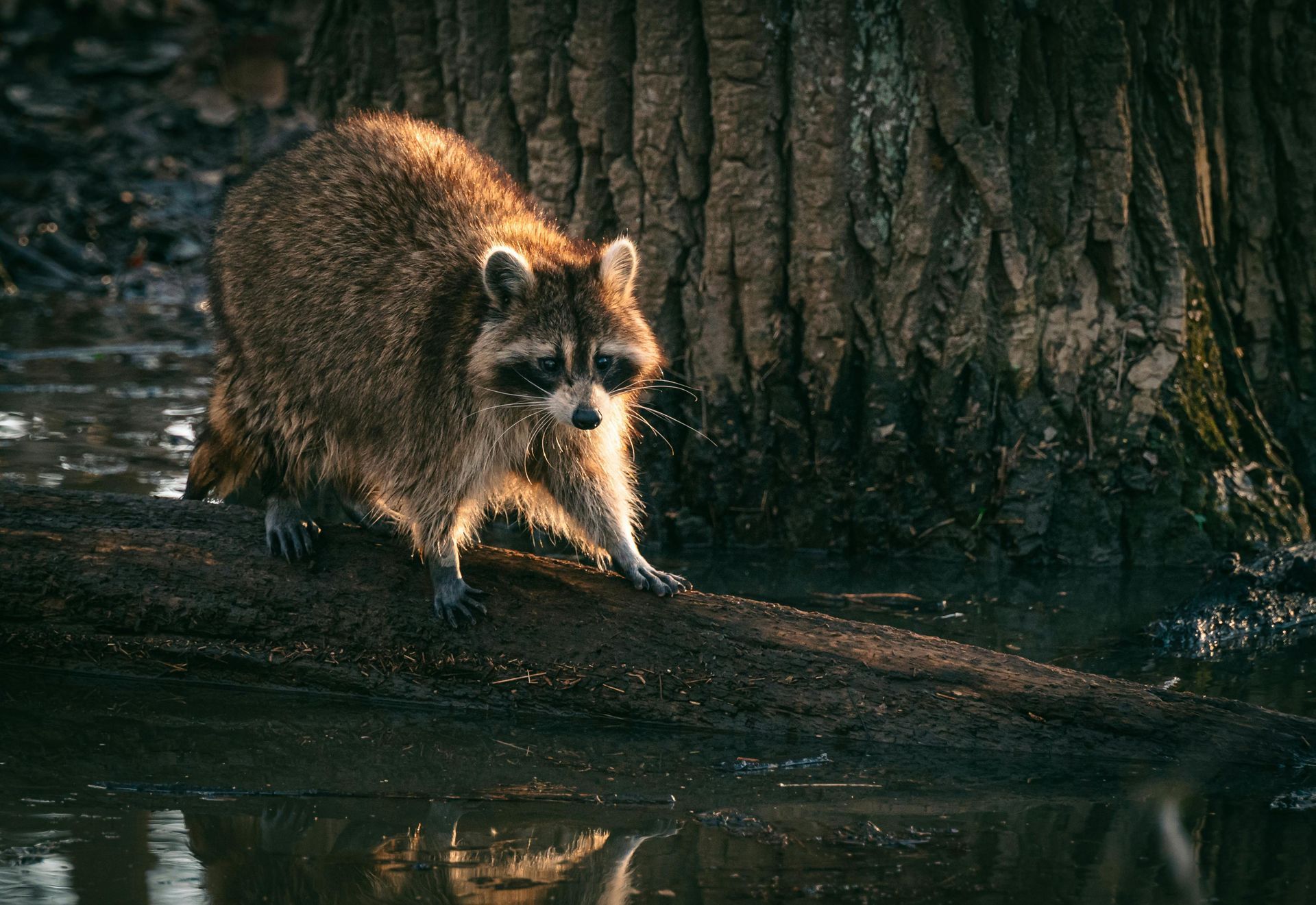 racoon on top of tre arm