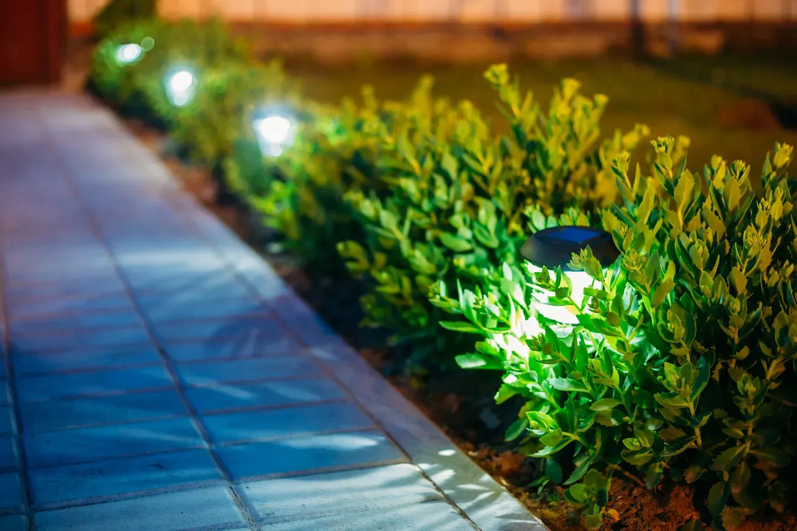 There are a lot of lights on the bushes in the garden.