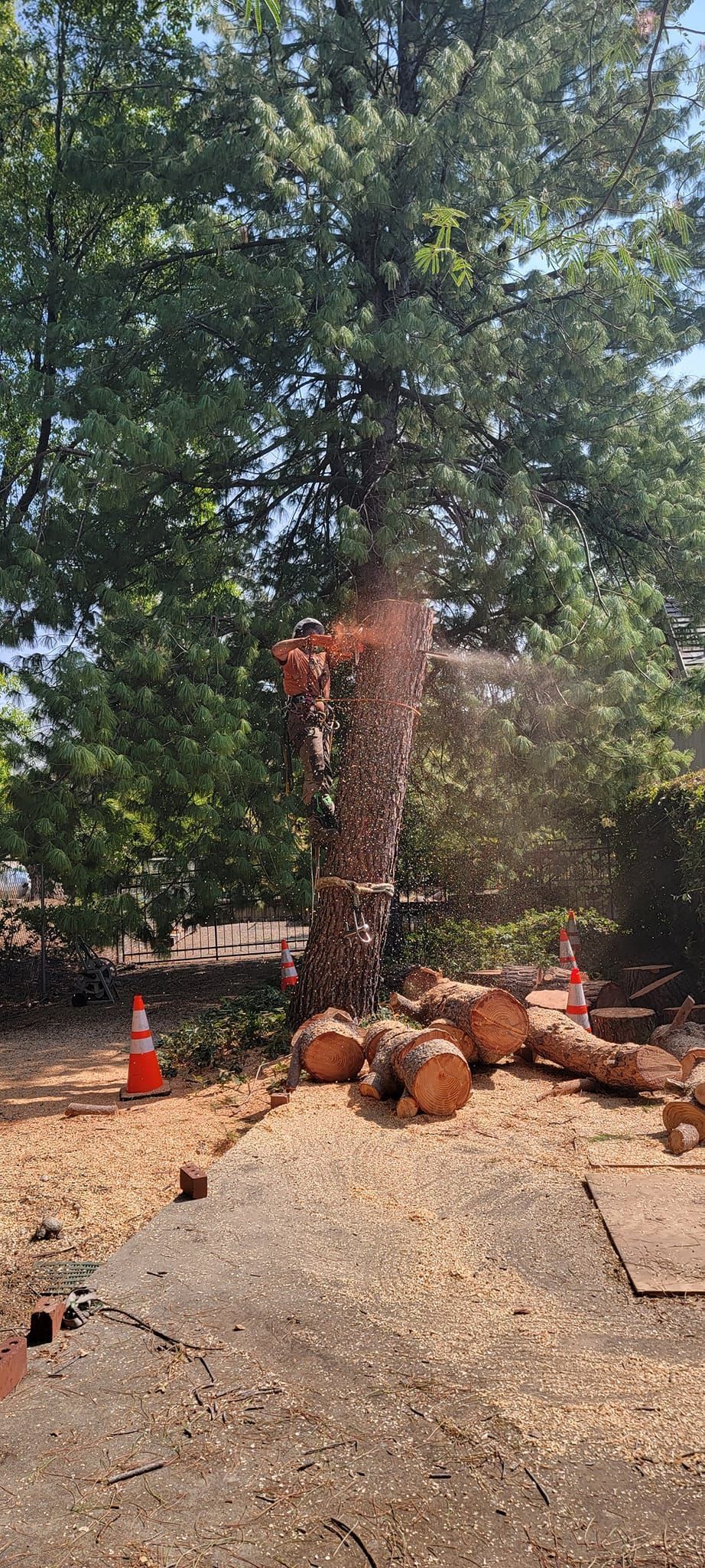 A large tree being cut down; logs are on the ground near an orange cone.