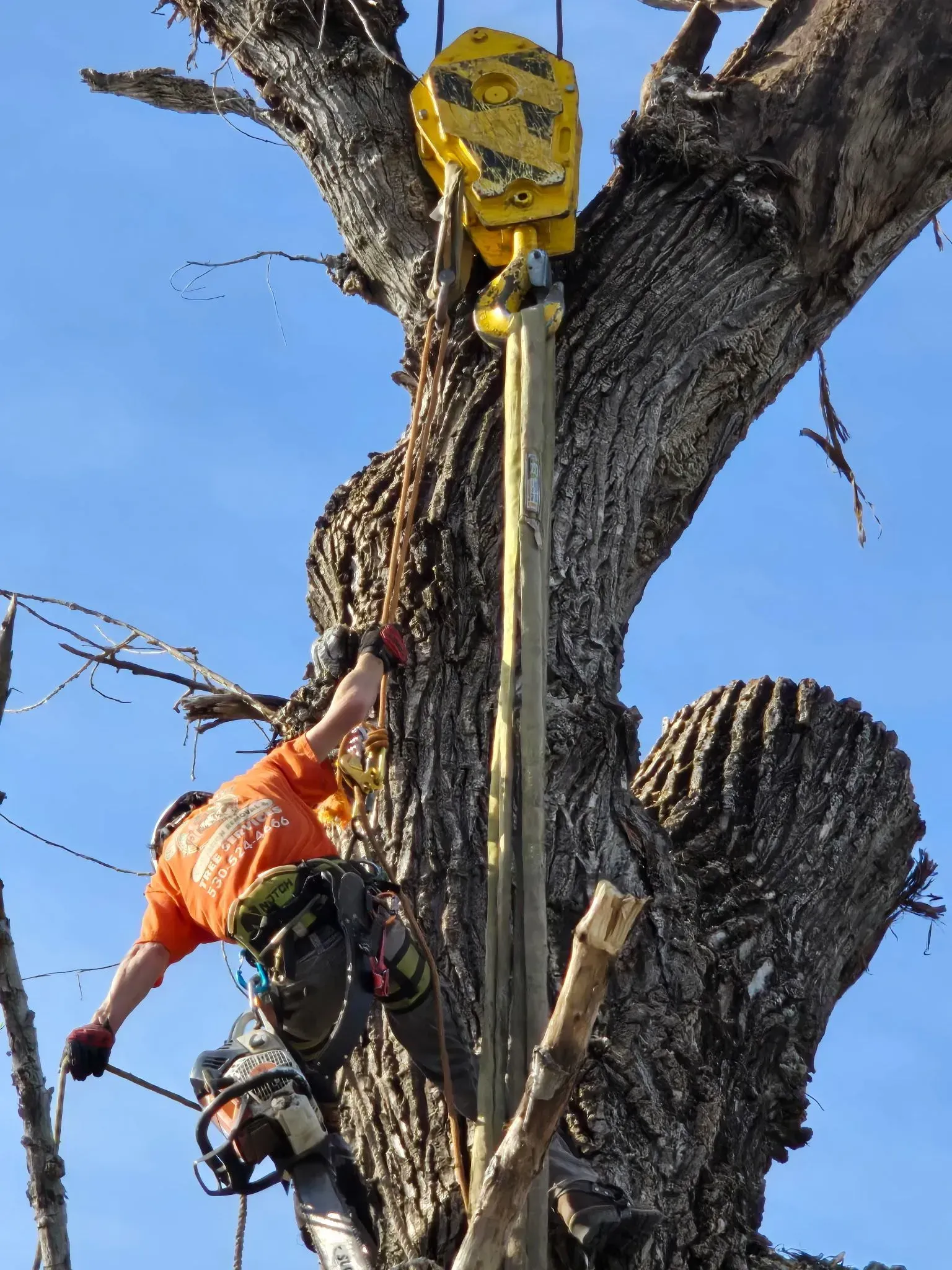 Arborist in orange shirt using a chainsaw, suspended in a tree with a yellow hoist against a blue sky.