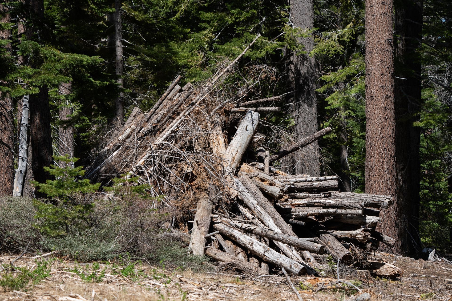 Pile of logs and branches in a forest setting.