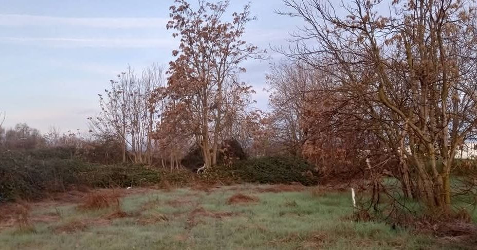 Grassy field with bare trees and bushes under a muted, overcast sky.