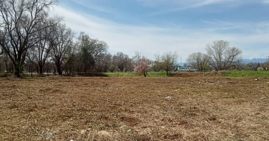 Brown field with trees and a blue sky in the background.