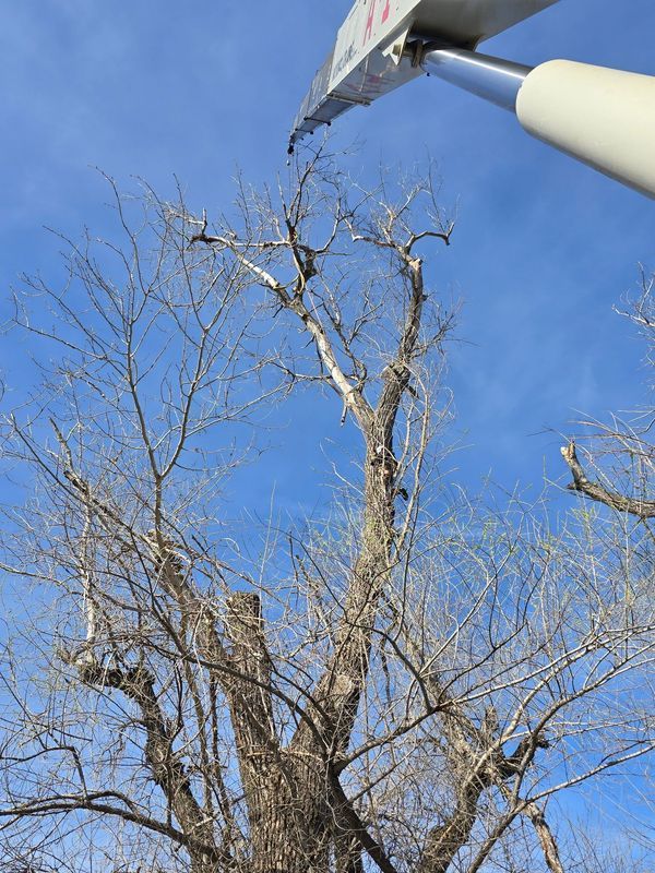 A bare tree is being trimmed by a lift against a bright blue sky.