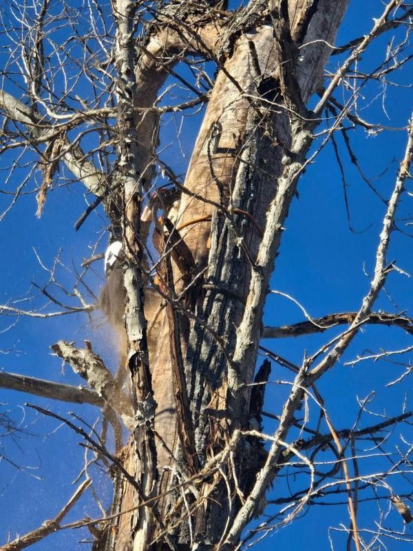 Chainsaw cutting a tree trunk, wood chips flying, against a clear blue sky.