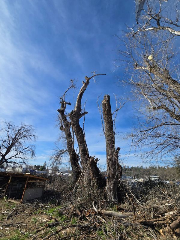 Bare tree trunks against a blue sky with wispy clouds. Debris surrounds the base.