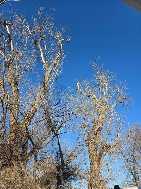 Bare trees against a bright blue sky on a sunny day.