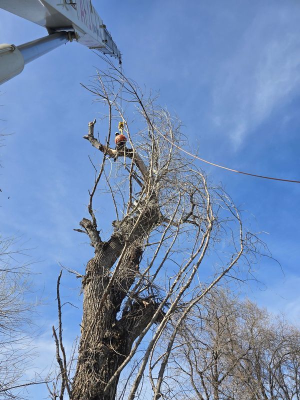 A worker in a lift trims a tall, bare tree against a blue sky.