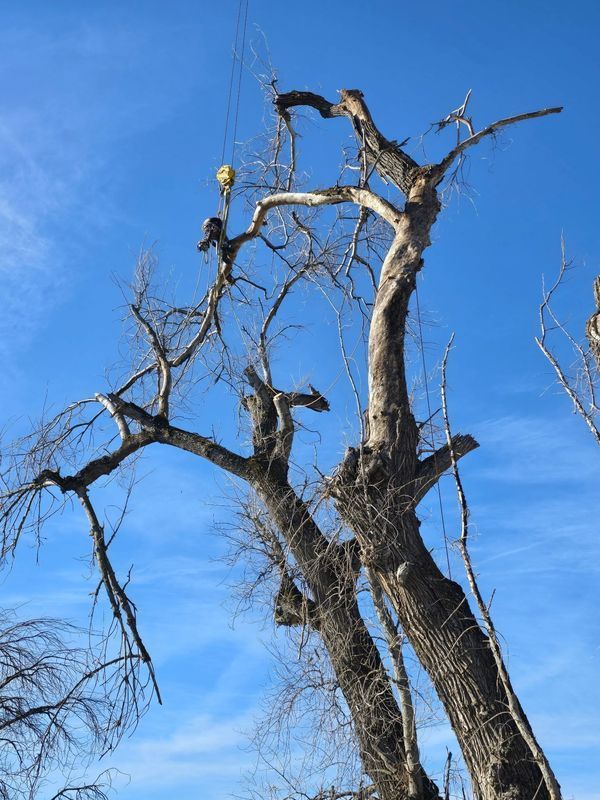 A tall, bare tree against a bright blue sky.