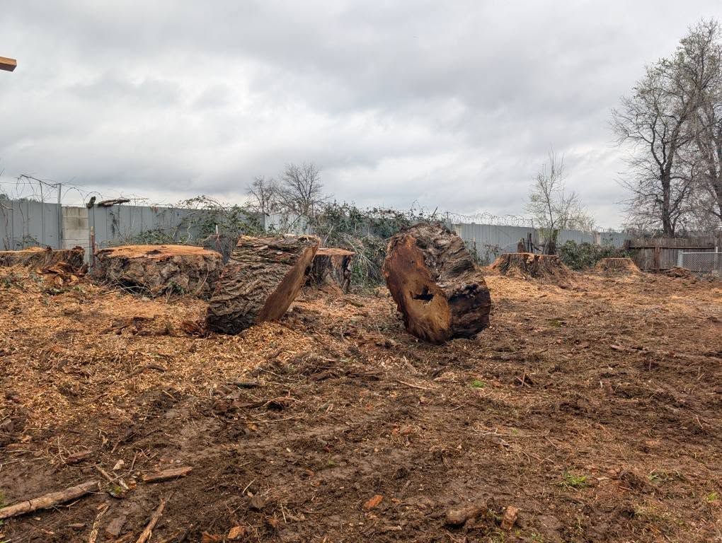 Logs and stumps scattered on muddy ground, overcast sky.