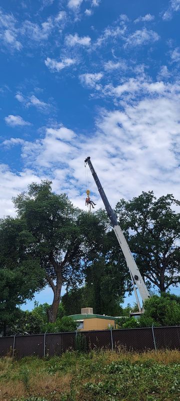 A tall crane is working on a tree under a blue sky with clouds.