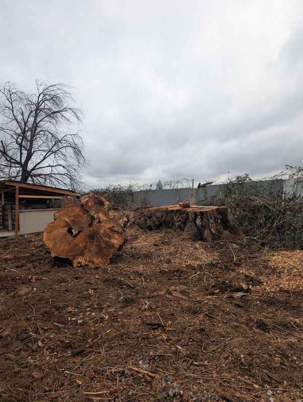 Tree stumps in a dirt yard after tree removal; cloudy sky, debris, small structure.