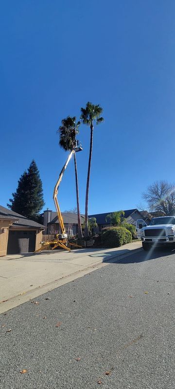 A tree trimming service is working on tall palm trees next to houses under a blue sky.