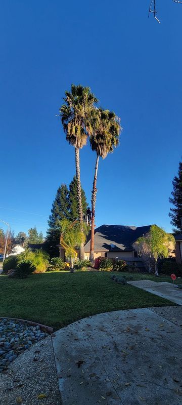 Palm trees in front of a house on a sunny day with a bright blue sky.