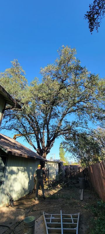 A person standing near a large tree next to a building on a sunny day.