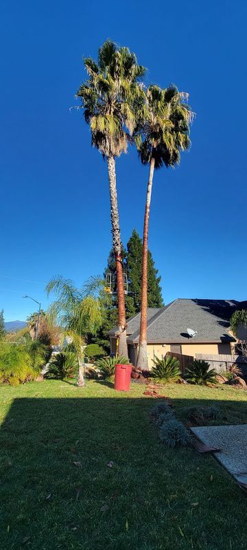 Two tall palm trees against a clear blue sky, behind a house and green lawn.