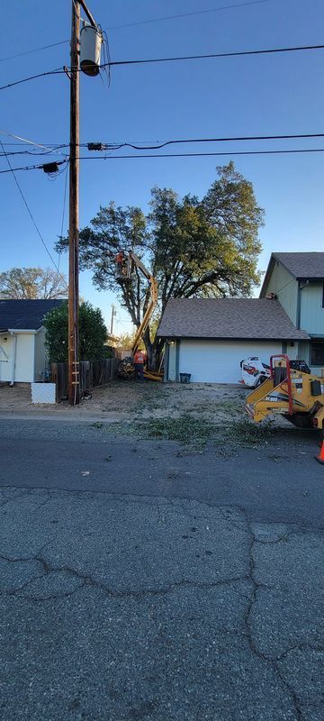Tree trimming near power lines, a garage, and street. A worker in the tree. Equipment and debris are visible.