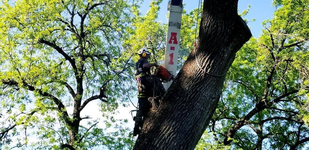 Arborist using a chainsaw in a tree; safety gear and 'A-1' marking on a utility pole alongside the trunk.
