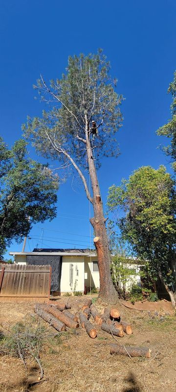 A tall tree has been partially cut down, with logs on the ground. A house and fence are in the background, under a blue sky.