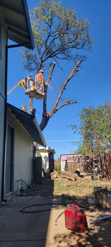 A worker in an aerial lift trims a large tree in a residential backyard; a red gas can sits on the ground.