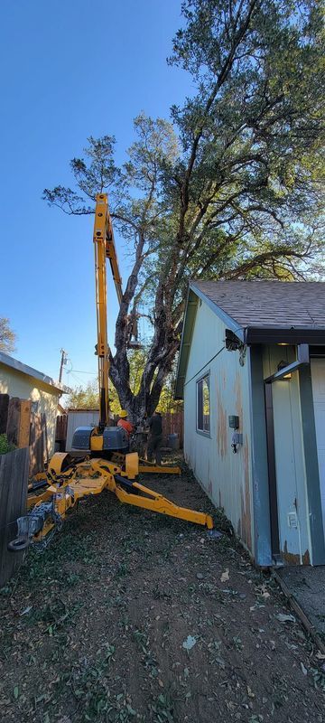 A yellow tree-trimming machine working on a large tree next to a house with a blue sky in the background.