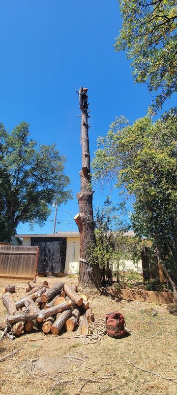 A tall tree trunk being trimmed, logs on ground, clear blue sky.