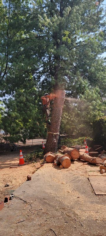 A tree being cut down; logs on the ground, sawdust on a concrete pad, cones, sunny outdoors.