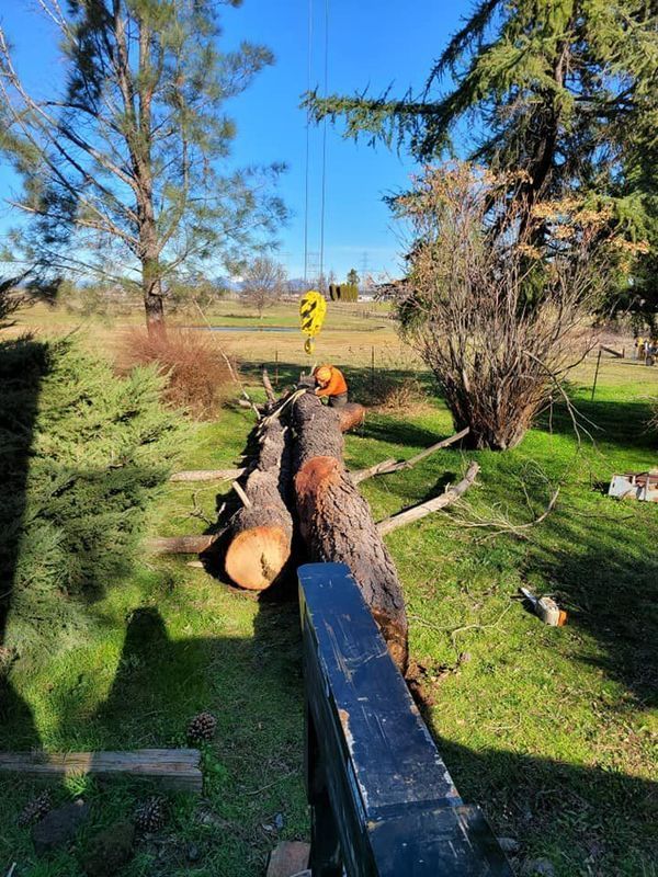 A crane lifting a large tree trunk in a grassy yard under a bright blue sky.