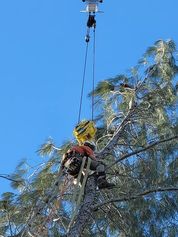 A person in a tree is assisted by a drone lifting a bag. Blue sky.
